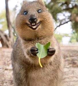 animal quokka happiest ever earth meet some creatures smiling interesting facts