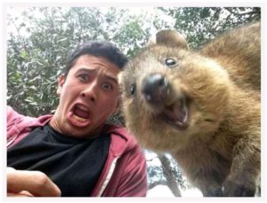 Quokka 