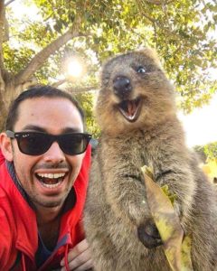 Quokka 