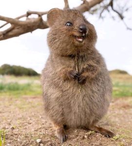 Quokka 