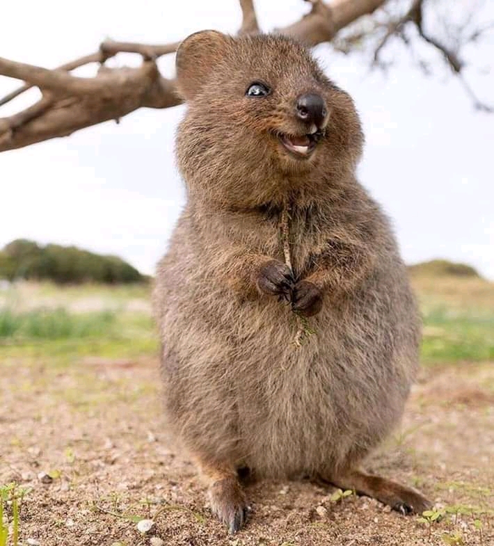 Meet the QuokkaThe happiest animal on Earth