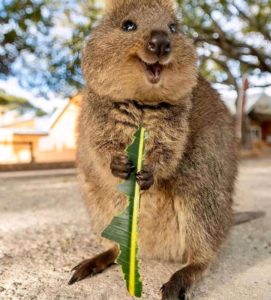 Quokka 