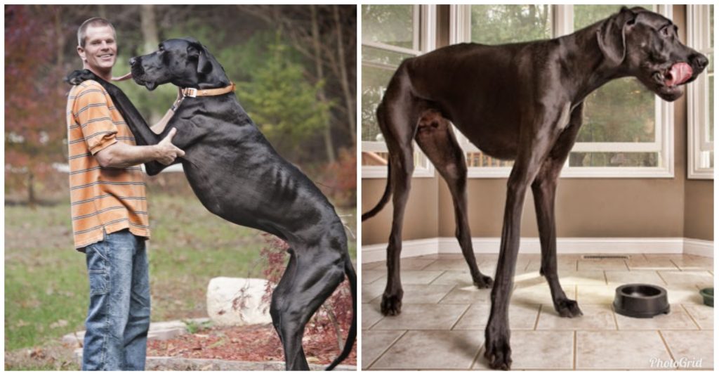 Meet the tallest dog in the world, Zeus (photos) » Naijmobile