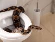 Six ways to prevent’ snakes from getting into water closets, toilet bowls