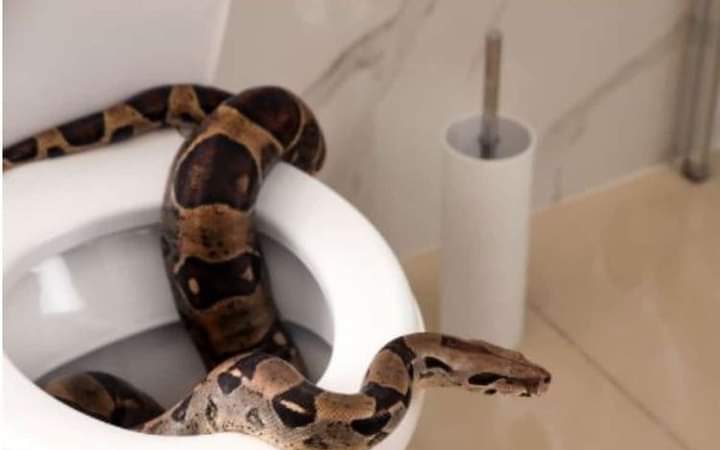 Six ways to prevent’ snakes from getting into water closets, toilet bowls