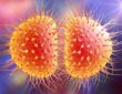 WHO confirms 'Super Gonorrhea' is spreading fast due to COVID-19