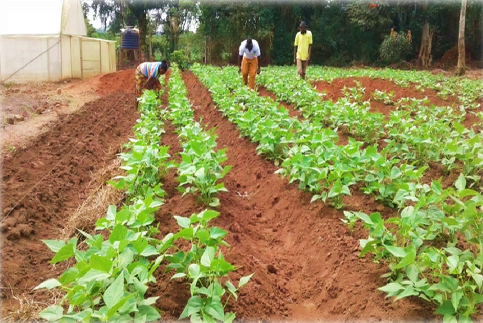 LAGOS AGRIPRENEURSHIP PROGRAMME 2020