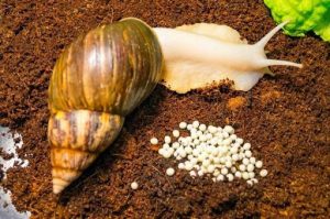 How to Start a Snail Farm in Nigeria and Make Money From It